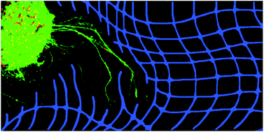 Graphical abstract: Measuring cellular forces using bis-aliphatic hydrazone crosslinked stress-relaxing hydrogels