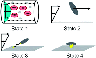Graphical abstract: Examining platelet adhesion via Stokes flow simulations and microfluidic experiments