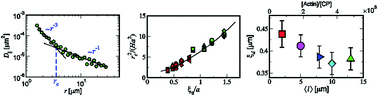 Graphical abstract: Extracting the dynamic correlation length of actin networks from microrheology experiments