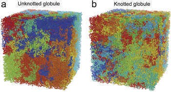 Graphical abstract: Effects of topological constraints on globular polymers