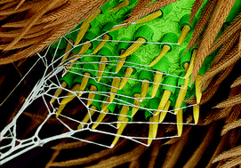 Graphical abstract: Spider's super-glue: thread anchors are composite adhesives with synergistic hierarchical organization