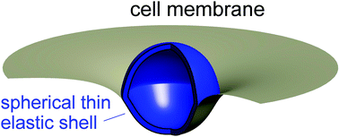 Graphical abstract: Cell membrane wrapping of a spherical thin elastic shell