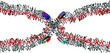 Graphical abstract: Coarse-grained simulation of dynamin-mediated fission