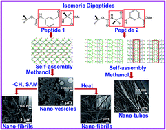 Graphical abstract: Marked difference in self-assembly, morphology, and cell viability of positional isomeric dipeptides generated by reversal of sequence