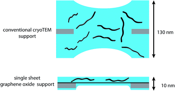 Graphical abstract: Graphene oxide single sheets as substrates for high resolution cryoTEM