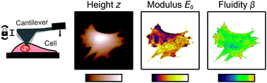 Graphical abstract: Imaging viscoelastic properties of live cells by AFM: power-law rheology on the nanoscale