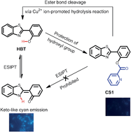 Graphical abstract: A reactive probe for Cu2+ based on the ESIPT mechanism and its application in live-cell imaging