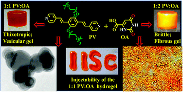 Graphical abstract: Orotic acid as a useful supramolecular synthon for the fabrication of an OPV based hydrogel: stoichiometry dependent injectable behavior