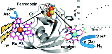 Upon photoexcitation of [Ru(bpy)3]2+, electron transfer through a ferredoxin scaffold to a cobaloxime catalyst facilitates the production of hydrogen.
