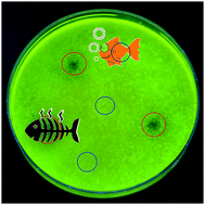 Graphical abstract: An emissive and pH switchable hydrazone-based hydrogel