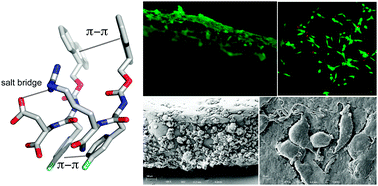 Graphical abstract: Multicomponent dipeptide hydrogels as extracellular matrix-mimetic scaffolds for cell culture applications