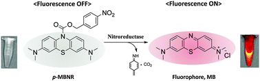 Graphical abstract: Nitroreductase-triggered activation of a novel caged fluorescent probe obtained from methylene blue