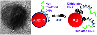 Graphical abstract: A platinum shell for ultraslow ligand exchange: unmodified DNA adsorbing more stably on platinum than thiol and dithiol on gold