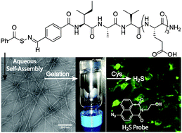 Graphical abstract: Peptide-based hydrogen sulphide-releasing gels