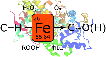 Graphical abstract: Molecular iron complexes as catalysts for selective C–H bond oxygenation reactions