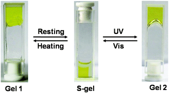 Graphical abstract: A dual thermal and photo-switchable shrinking–swelling supramolecular peptide dendron gel