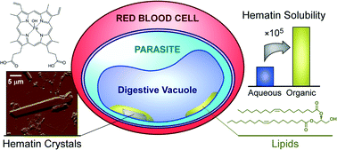 graphical abstract