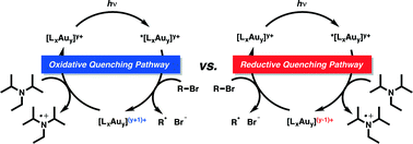 Graphical abstract: Polynuclear gold(i) complexes in photoredox catalysis: understanding their reactivity through characterization and kinetic analysis