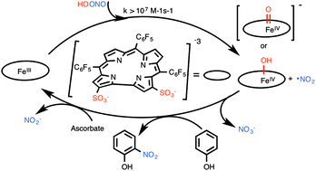 Graphical abstract: Reaction mechanism for the highly efficient catalytic decomposition of peroxynitrite by the amphipolar iron(iii) corrole 1-Fe