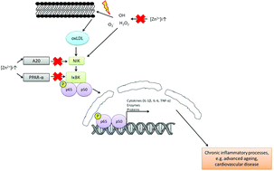 Graphical Abstract