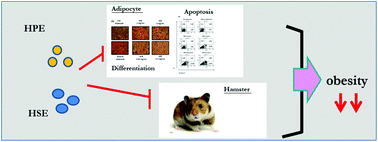 Graphical Abstract