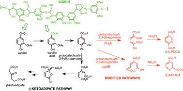 Biocatalytic conversion of lignin to aromatic dicarboxylic acids in Rhodococcus jostii RHA1 by re-routing aromatic degradation pathways