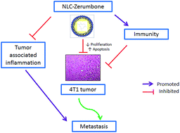 Graphical abstract: Nanostructured lipid carrier improved in vivo anti-tumor and immunomodulatory effect of Zerumbone in 4T1 challenged mice