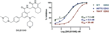 Graphical abstract: Design, synthesis and biological evaluation of novel 1-methyl-3-oxo-2,3,5,6,7,8-hexahydroisoquinolins as potential EZH2 inhibitors