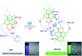 Graphical abstract: Combining the PeT and ICT mechanisms into one chemosensor for the highly sensitive and selective detection of zinc