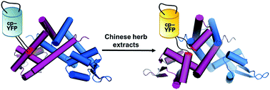 Graphical abstract: Genetically encoded fluorescence screening probe for MgrA, a global regulator in Staphylococcus aureus