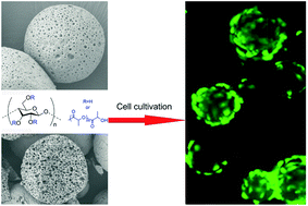 Graphical abstract: Fabrication, hydrolysis and cell cultivation of microspheres from cellulose-graft-poly(l-lactide) copolymers