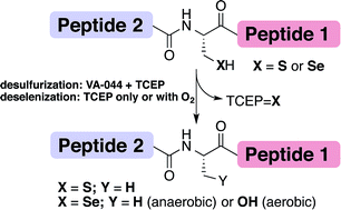 Graphical abstract: Insights into the deselenization of selenocysteine into alanine and serine