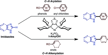 Graphical abstract: C–H arylation and alkenylation of imidazoles by nickel catalysis: solvent-accelerated imidazole C–H activation