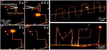 Graphical abstract: Freely drawn single lipid nanotube patterns