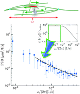 Graphical abstract: Nonthermal fluctuations of the mitotic spindle