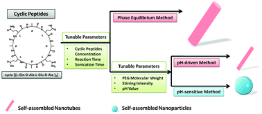 Graphical abstract: Tunable synthesis of self-assembled cyclic peptide nanotubes and nanoparticles