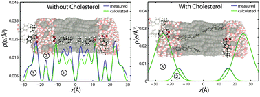 Graphical abstract: Cholesterol expels ibuprofen from the hydrophobic membrane core and stabilizes lamellar phases in lipid membranes containing ibuprofen