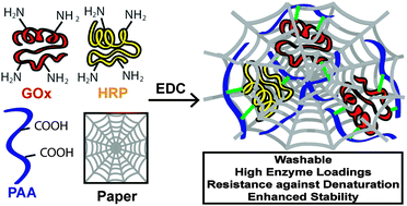 Graphical abstract: Covalent interlocking of glucose oxidase and peroxidase in the voids of paper: enzyme–polymer “spider webs”