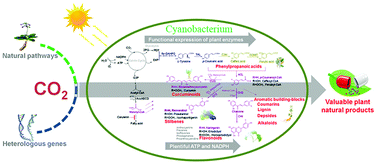 Graphical abstract: A photoautotrophic platform for the sustainable production of valuable plant natural products from CO2