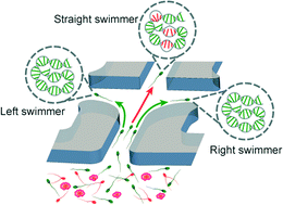 Graphical abstract: Turning the corner in fertility: high DNA integrity of boundary-following sperm