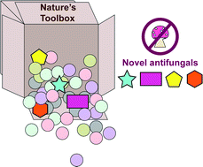 Graphical abstract: A complex game of hide and seek: the search for new antifungals