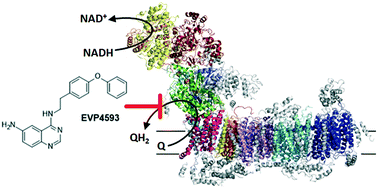 Graphical abstract: Identification of 4-N-[2-(4-phenoxyphenyl)ethyl]quinazoline-4,6-diamine as a novel, highly potent and specific inhibitor of mitochondrial complex I