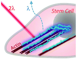 Graphical abstract: Cellular internalization of LiNbO3 nanocrystals for second harmonic imaging and the effects on stem cell differentiation