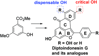 Thumbnail for publication 63: Graphical abstract: Total synthesis of diptoindonesin G and its analogues as selective modulators of estrogen receptors
