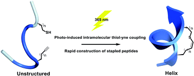 Graphical abstract: Stapling of unprotected helical peptides via photo-induced intramolecular thiol–yne hydrothiolation