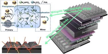 pH-Independent lead sequestration and light management enable sustainable and efficient perovskite photovoltaics