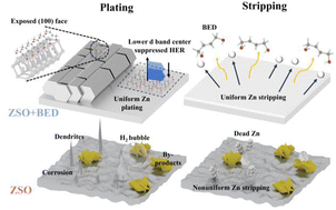 Crystal plane shielding and D-band modulation synergistically achieve durable (100) textured zinc anodes