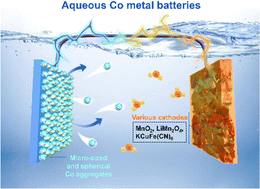 Cobalt metal enables ultrahigh-efficiency, long-life, and dendrite-free aqueous multivalent batteries