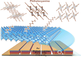 Interfacial engineering of dopant-free phthalocyanine hole transporters for >22% efficiency perovskite solar modules