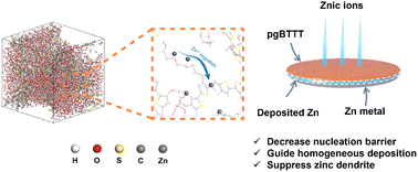 Tailored glycol-functionalized mixed-conductive polythiophene coatings enable stable zinc anodes